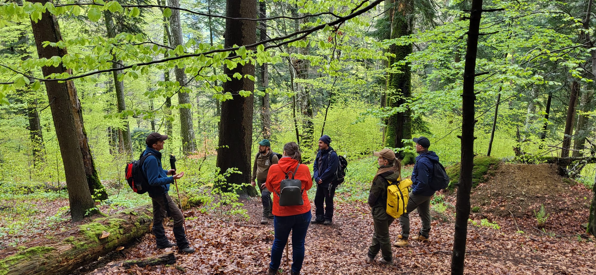 2024 05 15 Rumanija Old growth forests 1