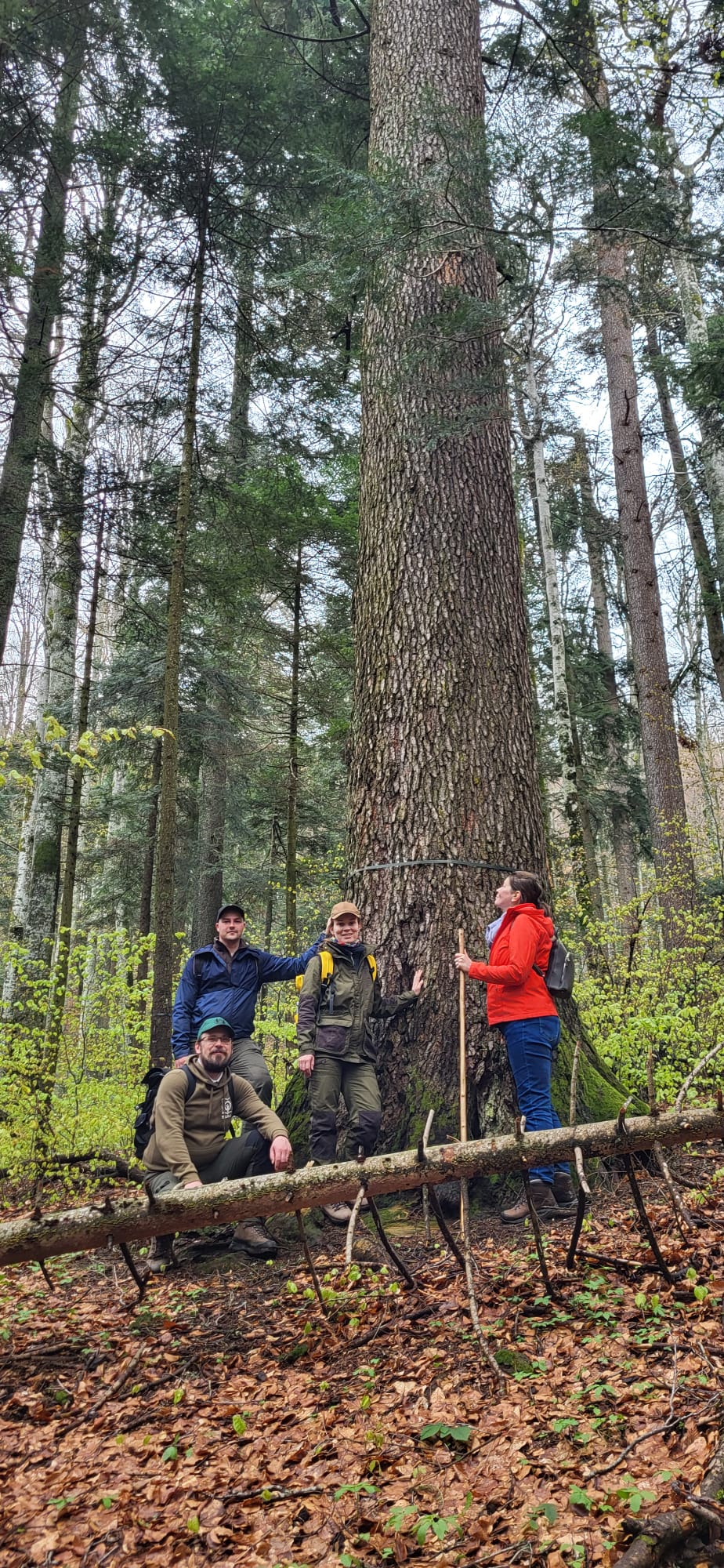2024 05 15 Rumanija Old growth forests 2
