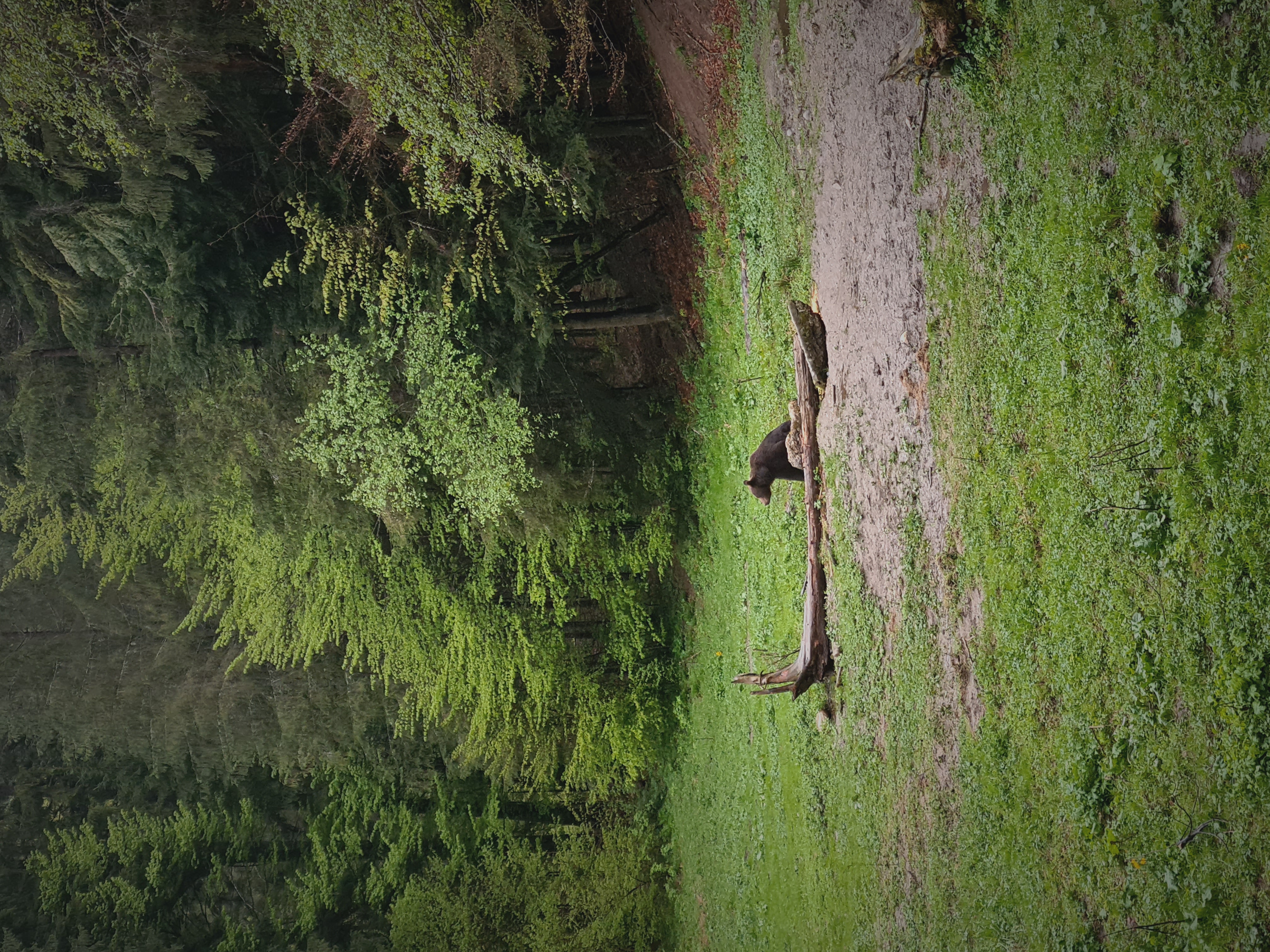 2024 05 15 Rumanija Old growth forests 3