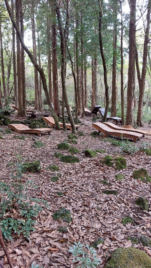 2025 11 12 Forest Therapy 4